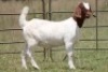 6X BOERBOK OOI/EWE FLOCK (PAY PER ANIMAL TO TAKE ALL) - 14