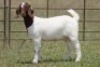 6X BOERBOK OOI/EWE FLOCK (PAY PER ANIMAL TO TAKE ALL) - 16