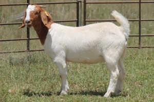 6X BOERBOK OOI/EWE 21104-7, 21108-8 (PAY PER ANIMAL TO TAKE ALL)