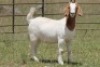 6X BOERBOK OOI/EWE 21104-7, 21108-8 (PAY PER ANIMAL TO TAKE ALL) - 4