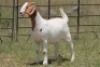 6X BOERBOK OOI/EWE 21104-7, 21108-8 (PAY PER ANIMAL TO TAKE ALL) - 5
