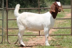 6X BOERBOK OOI/EWE FLOCK (PAY PER ANIMAL TO TAKE ALL)