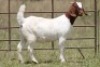 6X BOERBOK OOI/EWE FLOCK (PAY PER ANIMAL TO TAKE ALL) - 3