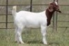 6X BOERBOK OOI/EWE FLOCK (PAY PER ANIMAL TO TAKE ALL) - 5