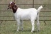 6X BOERBOK OOI/EWE FLOCK (PAY PER ANIMAL TO TAKE ALL) - 6