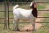 6X BOERBOK OOI/EWE FLOCK (PAY PER ANIMAL TO TAKE ALL) - 7