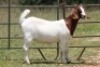 6X BOERBOK OOI/EWE FLOCK (PAY PER ANIMAL TO TAKE ALL) - 8