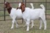 6X BOERBOK OOI/EWE FLOCK (PAY PER ANIMAL TO TAKE ALL) - 9
