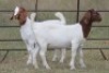 6X BOERBOK OOI/EWE FLOCK (PAY PER ANIMAL TO TAKE ALL) - 10