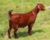 LOT 41 1X OOI/EWE Albian Stud STOET DRAGTIG