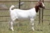 6X BOERBOK OOI/EWE FLOCK (PAY PER ANIMAL TO TAKE ALL) - 11