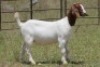6X BOERBOK OOI/EWE FLOCK (PAY PER ANIMAL TO TAKE ALL) - 12