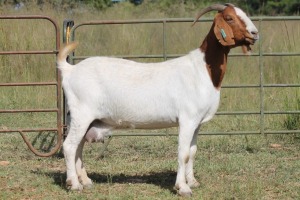 6X BOERBOK OOI/EWE 1457 - K 15306 S #776354517186 S #77635717259 - K (PAY PER ANIMAL TO TAKE ALL)