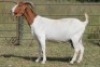 6X BOERBOK OOI/EWE 1457 - K 15306 S #776354517186 S #77635717259 - K (PAY PER ANIMAL TO TAKE ALL) - 2