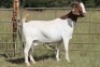 6X BOERBOK OOI/EWE 1457 - K 15306 S #776354517186 S #77635717259 - K (PAY PER ANIMAL TO TAKE ALL) - 3