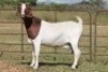 6X BOERBOK OOI/EWE 1457 - K 15306 S #776354517186 S #77635717259 - K (PAY PER ANIMAL TO TAKE ALL) - 4