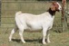 6X BOERBOK OOI/EWE 1457 - K 15306 S #776354517186 S #77635717259 - K (PAY PER ANIMAL TO TAKE ALL) - 5