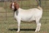 6X BOERBOK OOI/EWE 1457 - K 15306 S #776354517186 S #77635717259 - K (PAY PER ANIMAL TO TAKE ALL) - 6