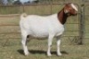 6X BOERBOK OOI/EWE 1457 - K 15306 S #776354517186 S #77635717259 - K (PAY PER ANIMAL TO TAKE ALL) - 7