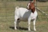 6X BOERBOK OOI/EWE 1457 - K 15306 S #776354517186 S #77635717259 - K (PAY PER ANIMAL TO TAKE ALL) - 8