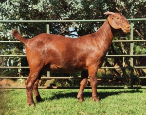 LOT 43 1X OOI/EWE CW Dreyer Kalahari Reds KUDDE 