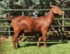 LOT 43 1X OOI/EWE CW Dreyer Kalahari Reds KUDDE