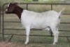 6X BOERBOK OOI/EWE 1457 - K 15306 S #776354517186 S #77635717259 - K (PAY PER ANIMAL TO TAKE ALL) - 9