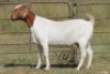 6X BOERBOK OOI/EWE 1457 - K 15306 S #776354517186 S #77635717259 - K (PAY PER ANIMAL TO TAKE ALL) - 10