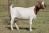 6X BOERBOK OOI/EWE 1457 - K 15306 S #776354517186 S #77635717259 - K (PAY PER ANIMAL TO TAKE ALL) - 11