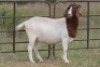 6X BOERBOK OOI/EWE 1457 - K 15306 S #776354517186 S #77635717259 - K (PAY PER ANIMAL TO TAKE ALL) - 12