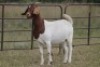 6X BOERBOK OOI/EWE 1457 - K 15306 S #776354517186 S #77635717259 - K (PAY PER ANIMAL TO TAKE ALL) - 13