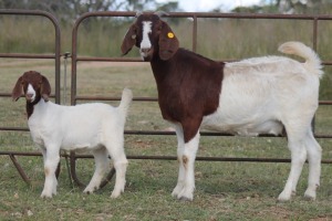 4+4X BOERBOK OOI/EWE FLOCK (PAY PER ANIMAL TO TAKE ALL)