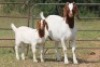 4+4X BOERBOK OOI/EWE FLOCK (PAY PER ANIMAL TO TAKE ALL) - 2