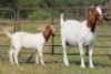 4+4X BOERBOK OOI/EWE FLOCK (PAY PER ANIMAL TO TAKE ALL) - 3