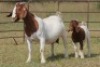 4+4X BOERBOK OOI/EWE FLOCK (PAY PER ANIMAL TO TAKE ALL) - 7