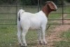 6X BOERBOK OOI/EWE (PAY PER ANIMAL TO TAKE ALL) - 2