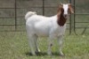 6X BOERBOK OOI/EWE (PAY PER ANIMAL TO TAKE ALL) - 3