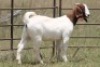 6X BOERBOK OOI/EWE (PAY PER ANIMAL TO TAKE ALL) - 4