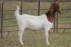 6X BOERBOK OOI/EWE (PAY PER ANIMAL TO TAKE ALL) - 5