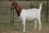 6X BOERBOK OOI/EWE (PAY PER ANIMAL TO TAKE ALL) - 6