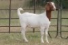 6X BOERBOK OOI/EWE (PAY PER ANIMAL TO TAKE ALL) - 7