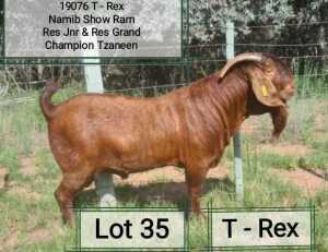 LOT 35 1X RAM Dhidejak Kalahari Reds KUDDE