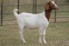 6X BOERBOK OOI/EWE (PAY PER ANIMAL TO TAKE ALL) - 8
