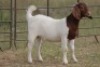 6X BOERBOK OOI/EWE (PAY PER ANIMAL TO TAKE ALL) - 9