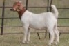 6X BOERBOK OOI/EWE (PAY PER ANIMAL TO TAKE ALL) - 10