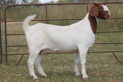 1X BOERBOK OOI/EWE (PAY PER ANIMAL TO TAKE ALL)
