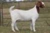 1X BOERBOK OOI/EWE (PAY PER ANIMAL TO TAKE ALL)