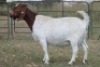 4X BOERBOK OOI/EWE (PAY PER ANIMAL TO TAKE ALL) - 2
