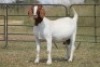 4X BOERBOK OOI/EWE (PAY PER ANIMAL TO TAKE ALL) - 3