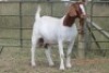 4X BOERBOK OOI/EWE (PAY PER ANIMAL TO TAKE ALL) - 4